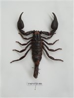 藏品(蠍子)的圖片